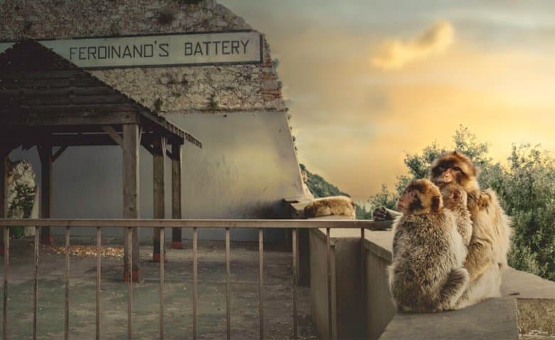 Barbary macaques at the Ape's Den on the Upper Rock