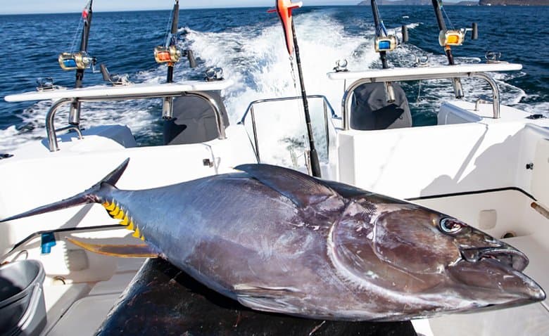 Bluefin tuna landed aboard a Gibraltar big-game charter
